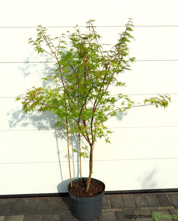KLON PALMOWY SANGO KAKU Acer palmatum 'Sango Kaku'