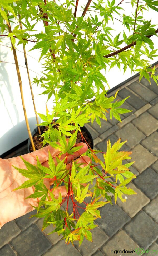 KLON PALMOWY SANGO KAKU Acer palmatum 'Sango Kaku'