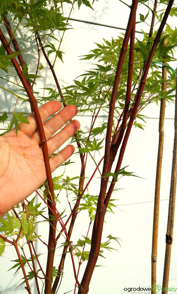 KLON PALMOWY SANGO KAKU Acer palmatum 'Sango Kaku'