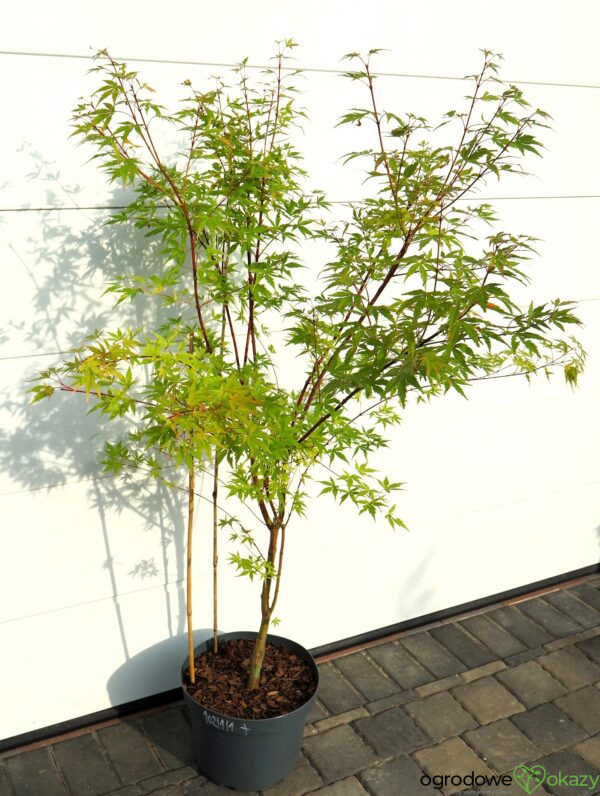 KLON PALMOWY SANGO KAKU Acer palmatum 'Sango Kaku'
