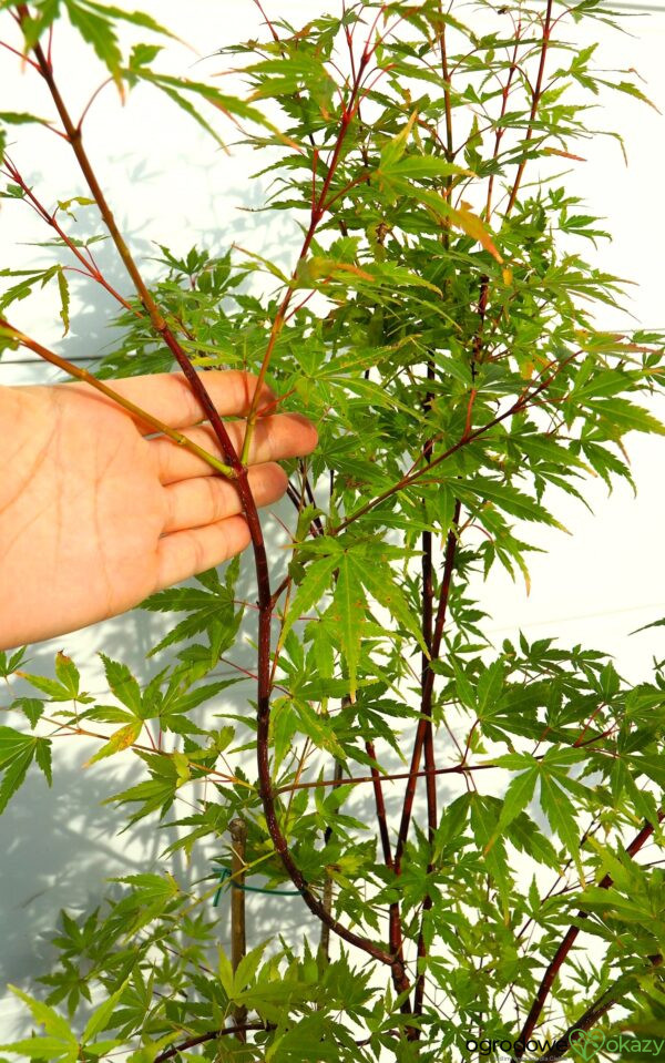 KLON PALMOWY SANGO KAKU Acer palmatum 'Sango Kaku'