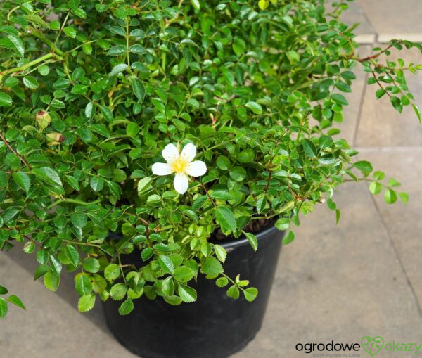 RÓŻA GREEN SUMMER PBR Rosa 'Green Summer' PBR