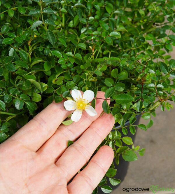 RÓŻA GREEN SUMMER PBR Rosa 'Green Summer' PBR