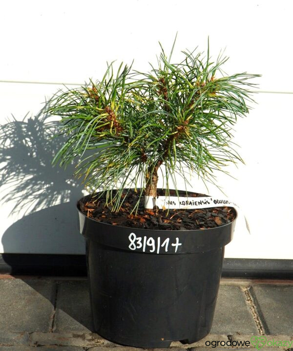 Pinus koraiensis 'Oculus-Draconis WB'