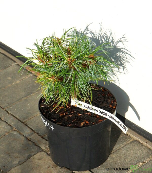 Pinus koraiensis 'Oculus-Draconis WB'