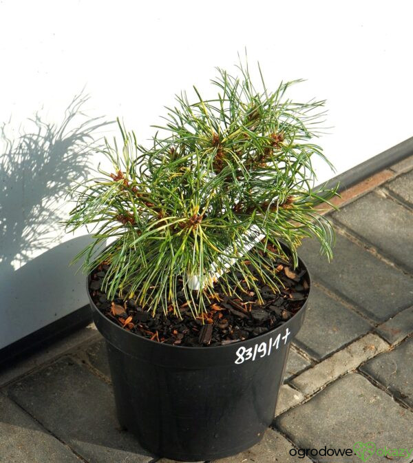 Pinus koraiensis 'Oculus-Draconis WB'