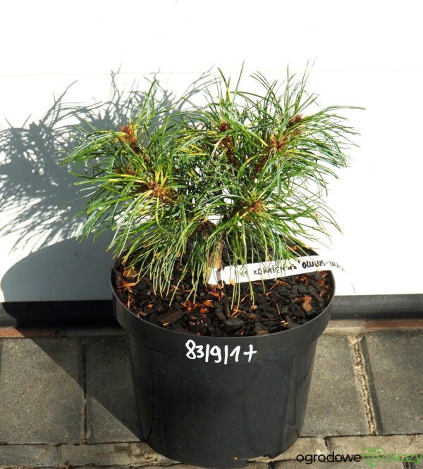 Pinus koraiensis 'Oculus-Draconis WB'