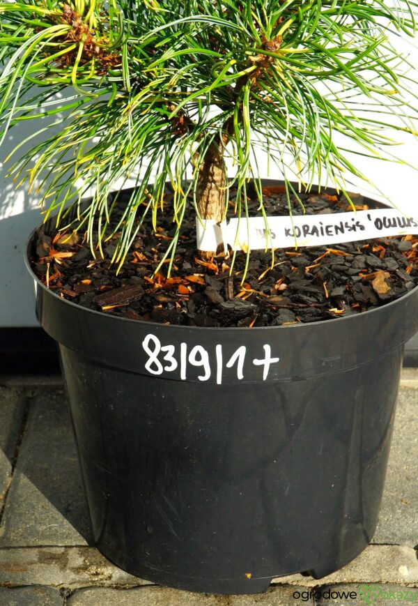 Pinus koraiensis 'Oculus-Draconis WB'