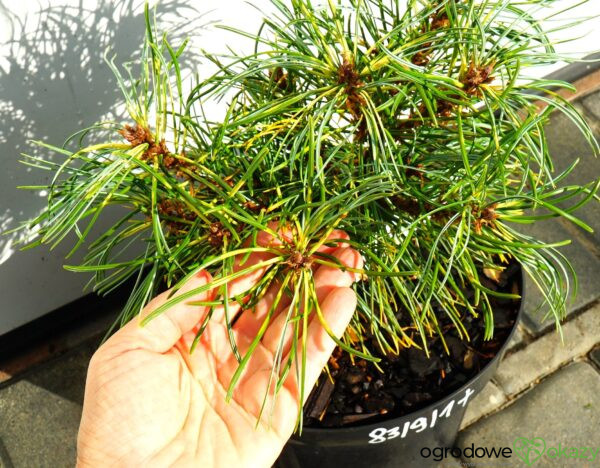 Pinus koraiensis 'Oculus-Draconis WB'