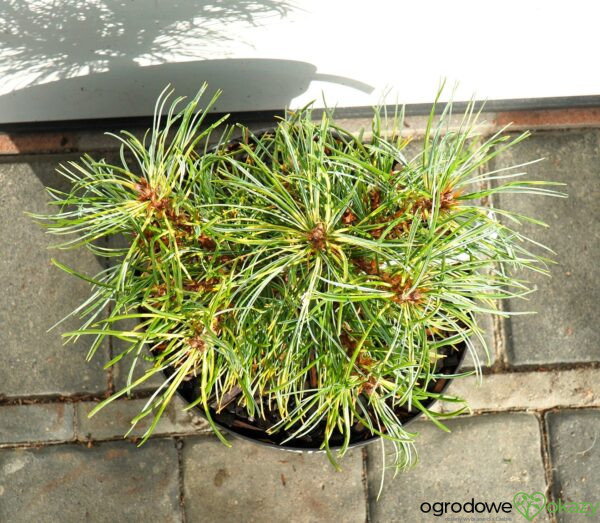 Pinus koraiensis 'Oculus-Draconis WB'
