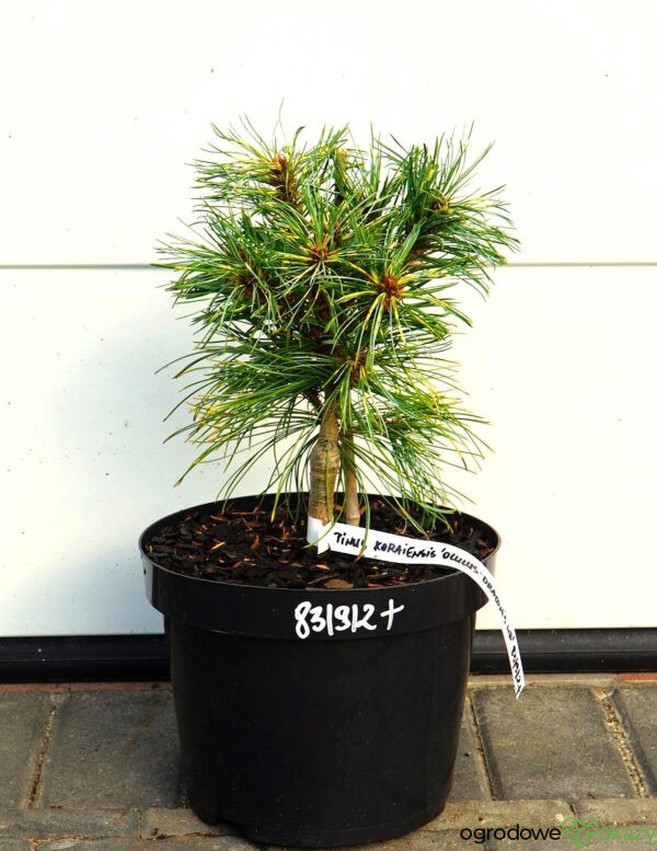 SOSNA KOREAŃSKA OCULUS-DRACONIS WB Pinus koraiensis 'Oculus-Draconis WB'