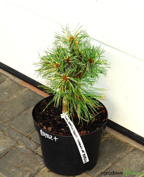 SOSNA KOREAŃSKA OCULUS-DRACONIS WB Pinus koraiensis 'Oculus-Draconis WB'