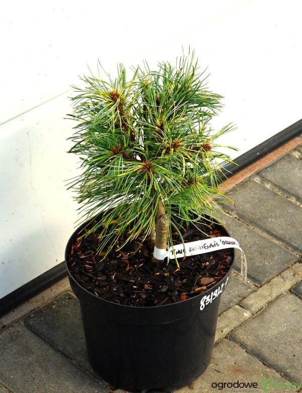 SOSNA KOREAŃSKA OCULUS-DRACONIS WB Pinus koraiensis 'Oculus-Draconis WB'