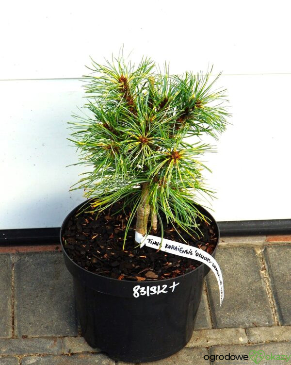 SOSNA KOREAŃSKA OCULUS-DRACONIS WB Pinus koraiensis 'Oculus-Draconis WB'