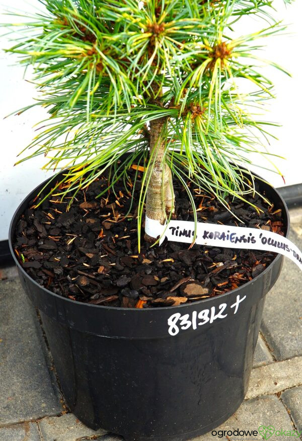 SOSNA KOREAŃSKA OCULUS-DRACONIS WB Pinus koraiensis 'Oculus-Draconis WB'