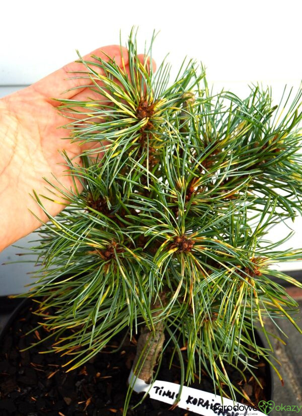 SOSNA KOREAŃSKA OCULUS-DRACONIS WB Pinus koraiensis 'Oculus-Draconis WB'