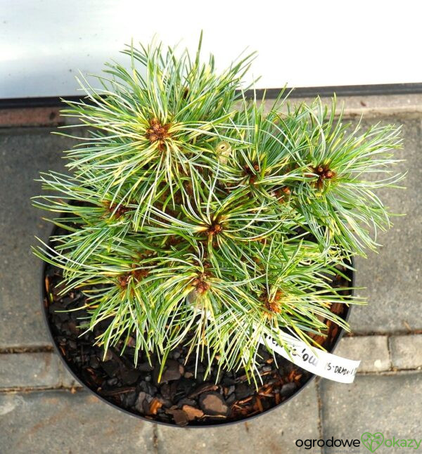SOSNA KOREAŃSKA OCULUS-DRACONIS WB Pinus koraiensis 'Oculus-Draconis WB'