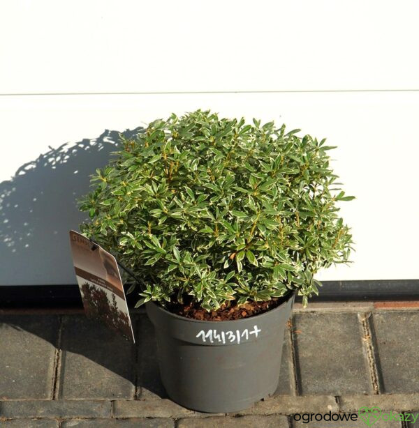 PIERIS JAPOŃSKI LITTLE HEATH Pieris japonica 'Little Heath'