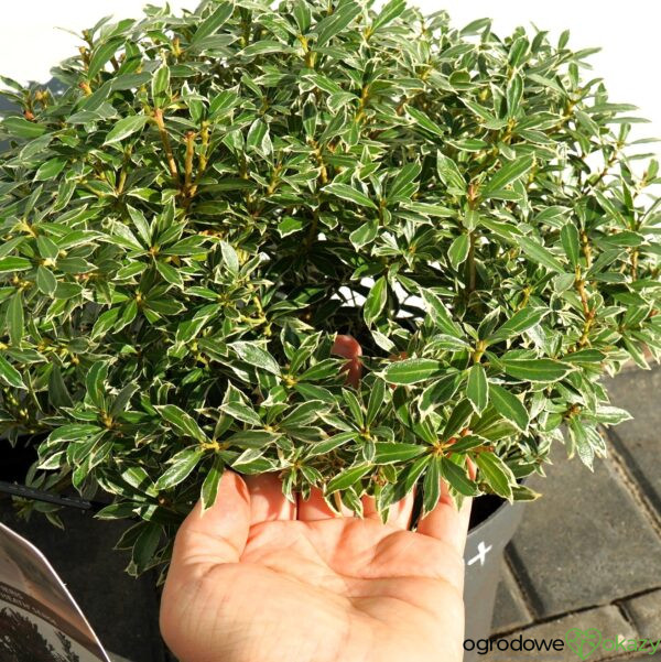PIERIS JAPOŃSKI LITTLE HEATH Pieris japonica 'Little Heath'