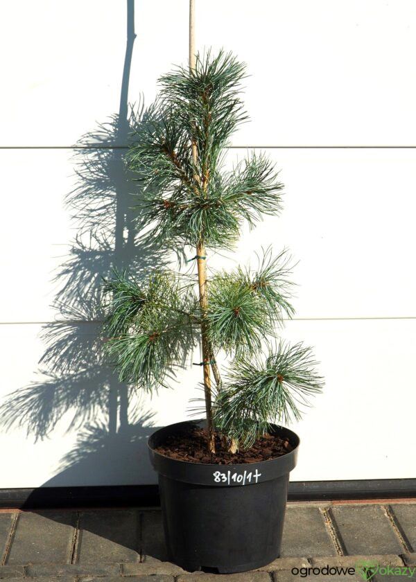 SOSNA DROBNOKWIATOWA BLAUER ENGEL Pinus parviflora 'Blauer Engel'