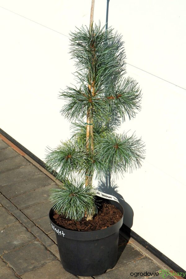 SOSNA DROBNOKWIATOWA BLAUER ENGEL Pinus parviflora 'Blauer Engel'