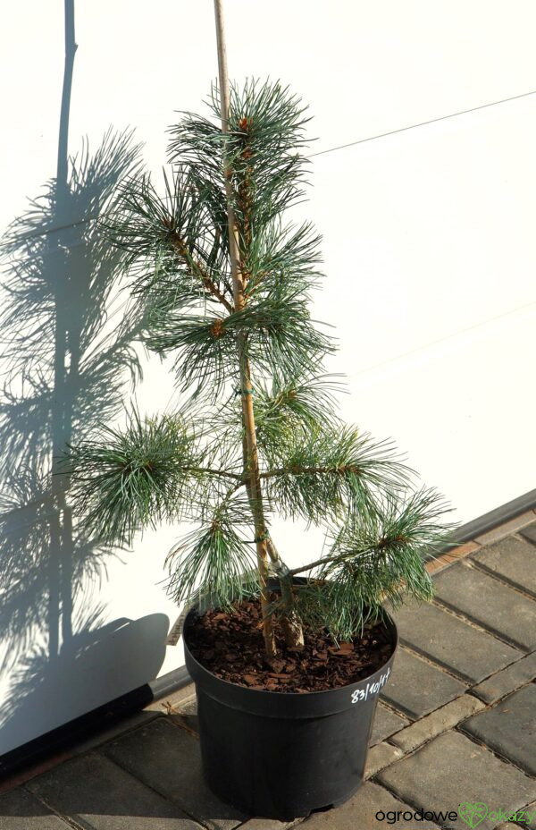 SOSNA DROBNOKWIATOWA BLAUER ENGEL Pinus parviflora 'Blauer Engel'
