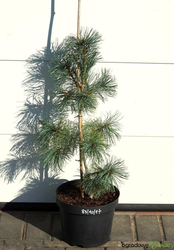 SOSNA DROBNOKWIATOWA BLAUER ENGEL Pinus parviflora 'Blauer Engel'