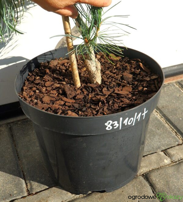 SOSNA DROBNOKWIATOWA BLAUER ENGEL Pinus parviflora 'Blauer Engel'