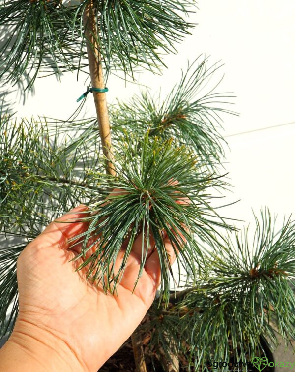 SOSNA DROBNOKWIATOWA BLAUER ENGEL Pinus parviflora 'Blauer Engel'
