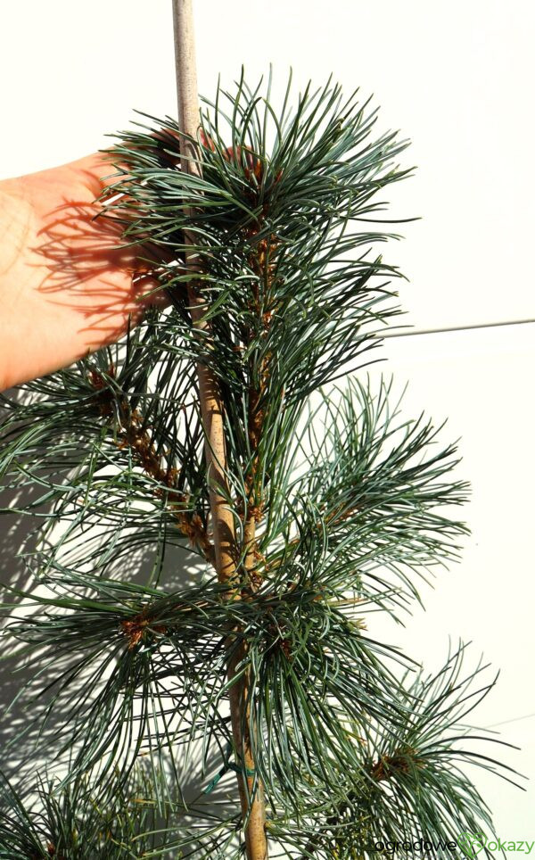 SOSNA DROBNOKWIATOWA BLAUER ENGEL Pinus parviflora 'Blauer Engel'