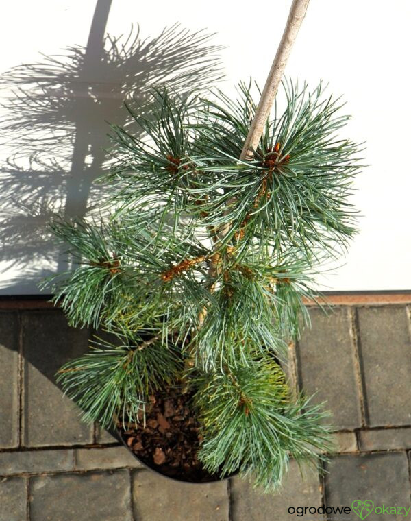 SOSNA DROBNOKWIATOWA BLAUER ENGEL Pinus parviflora 'Blauer Engel'