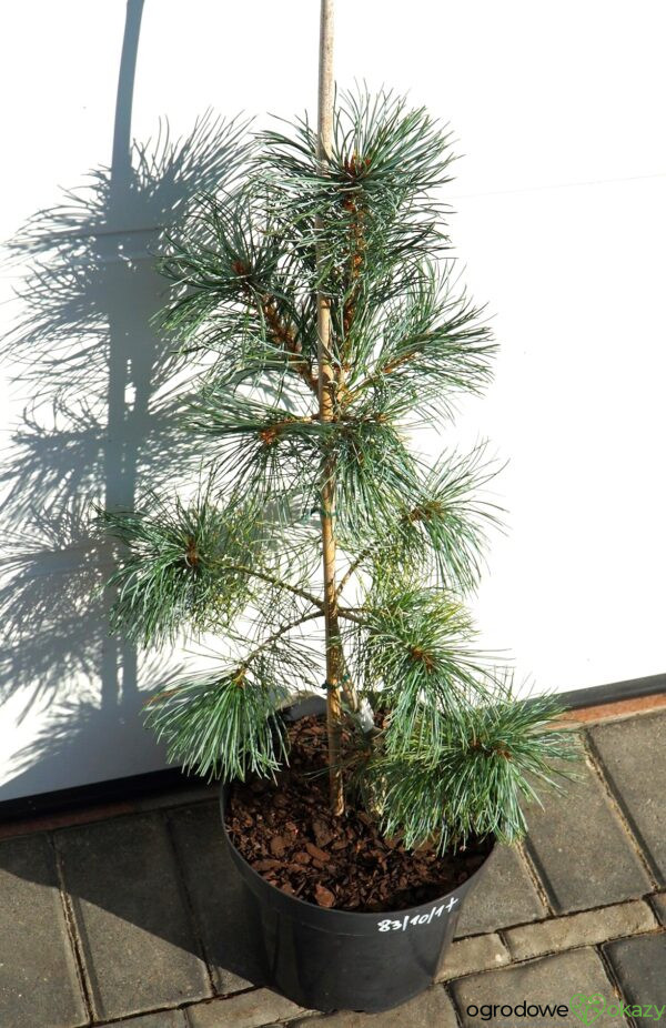 SOSNA DROBNOKWIATOWA BLAUER ENGEL Pinus parviflora 'Blauer Engel'