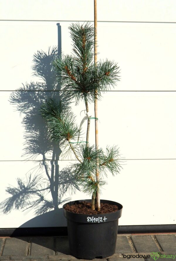 SOSNA DROBNOKWIATOWA BLAUER ENGEL Pinus parviflora 'Blauer Engel'