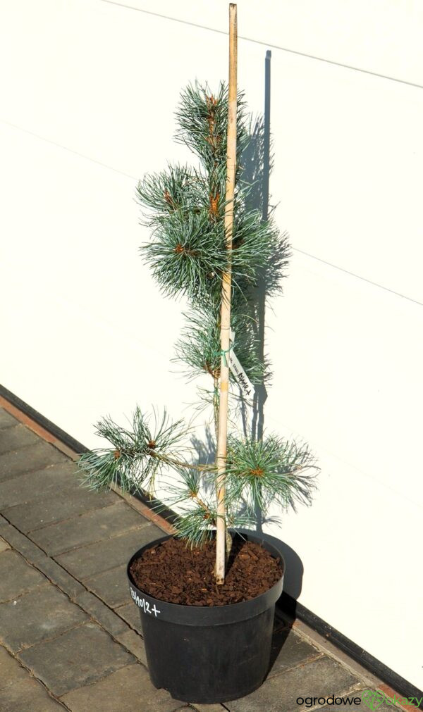 SOSNA DROBNOKWIATOWA BLAUER ENGEL Pinus parviflora 'Blauer Engel'