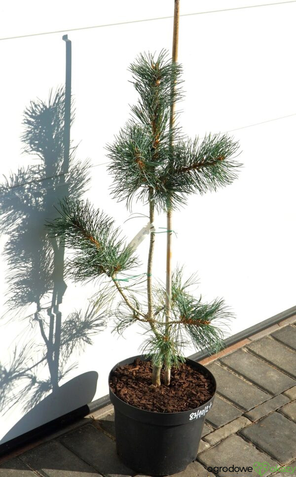 SOSNA DROBNOKWIATOWA BLAUER ENGEL Pinus parviflora 'Blauer Engel'