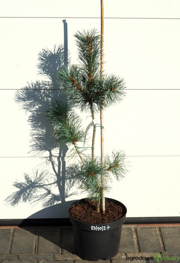 SOSNA DROBNOKWIATOWA BLAUER ENGEL Pinus parviflora 'Blauer Engel'
