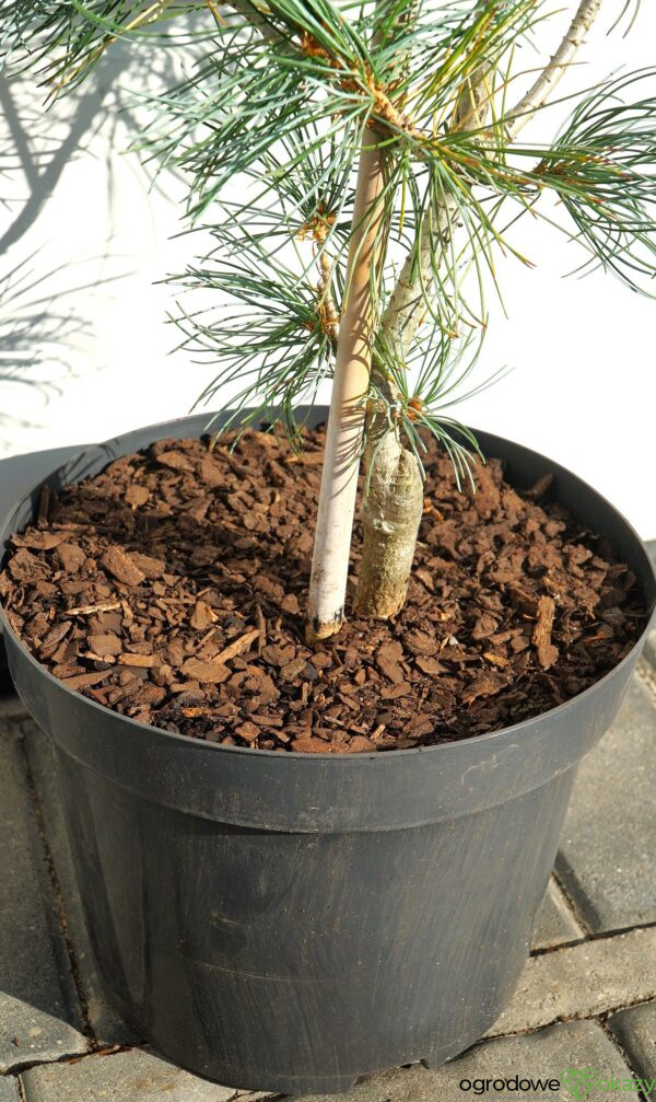 SOSNA DROBNOKWIATOWA BLAUER ENGEL Pinus parviflora 'Blauer Engel'