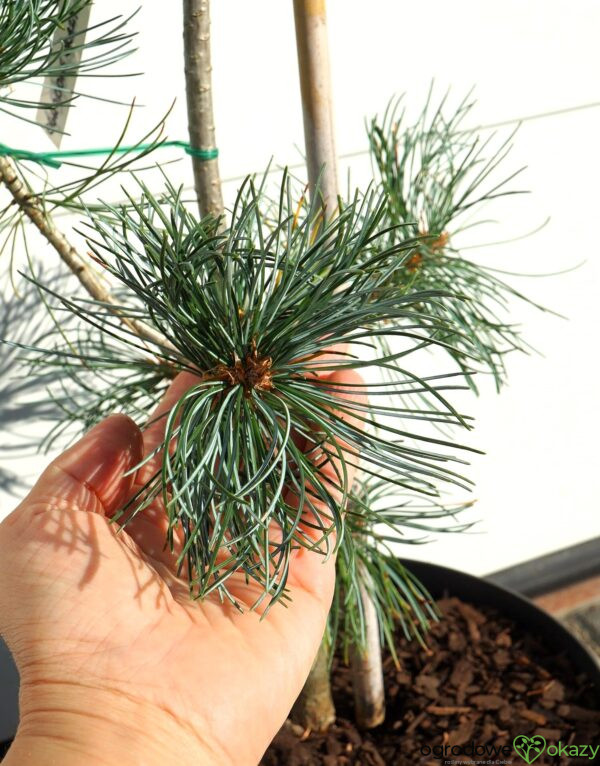 SOSNA DROBNOKWIATOWA BLAUER ENGEL Pinus parviflora 'Blauer Engel'