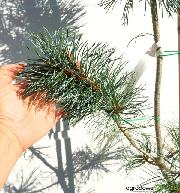 SOSNA DROBNOKWIATOWA BLAUER ENGEL Pinus parviflora 'Blauer Engel'
