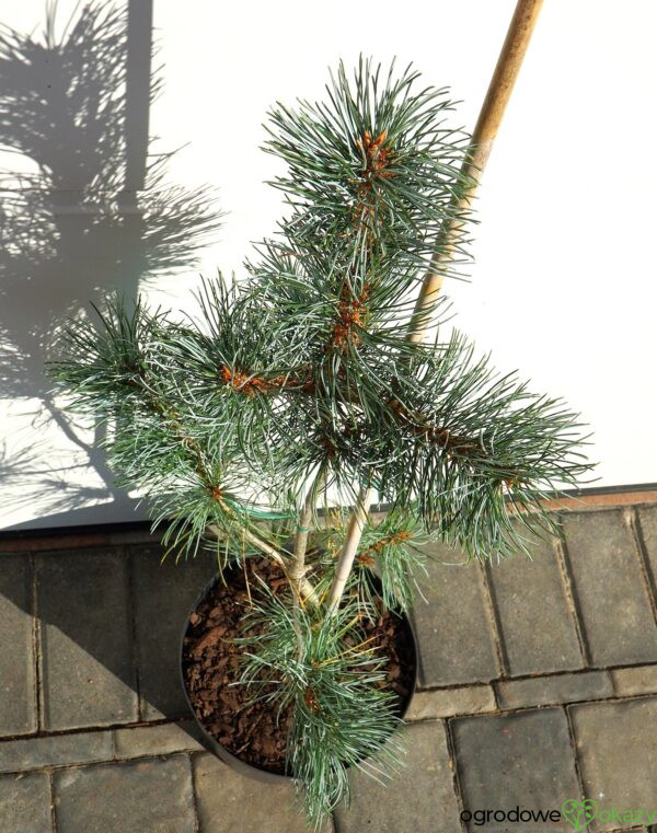 SOSNA DROBNOKWIATOWA BLAUER ENGEL Pinus parviflora 'Blauer Engel'