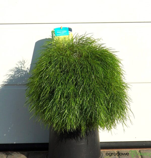 AKACJA RZECZNA LIMELIGHT PBR Acacia cognata ‘Limelight’ PBR