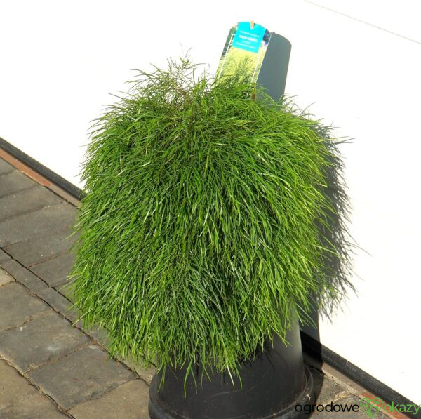 AKACJA RZECZNA LIMELIGHT PBR Acacia cognata ‘Limelight’ PBR