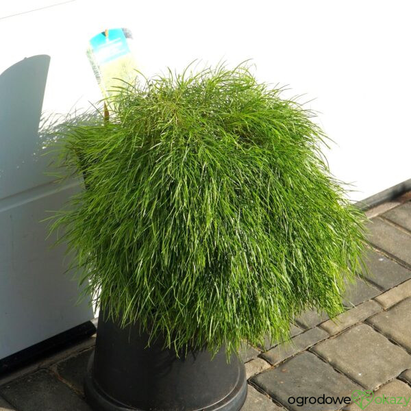 AKACJA RZECZNA LIMELIGHT PBR Acacia cognata ‘Limelight’ PBR