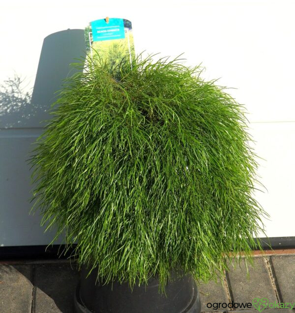 AKACJA RZECZNA LIMELIGHT PBR Acacia cognata ‘Limelight’ PBR