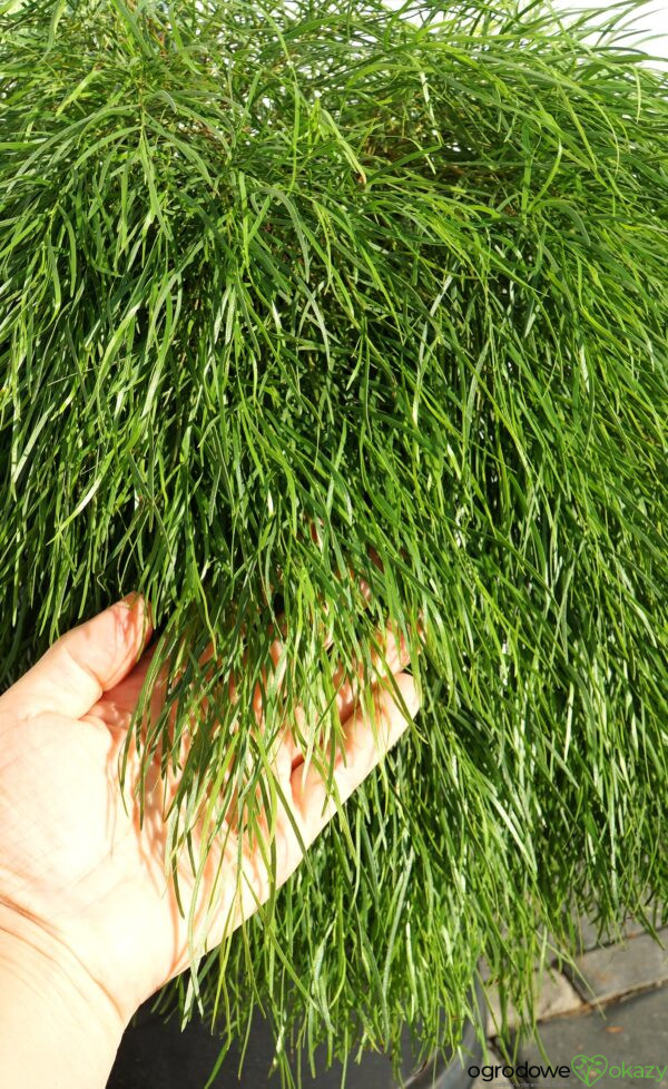 AKACJA RZECZNA LIMELIGHT PBR Acacia cognata ‘Limelight’ PBR