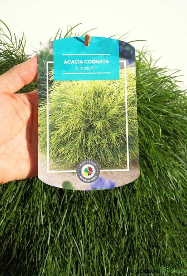AKACJA RZECZNA LIMELIGHT PBR Acacia cognata ‘Limelight’ PBR