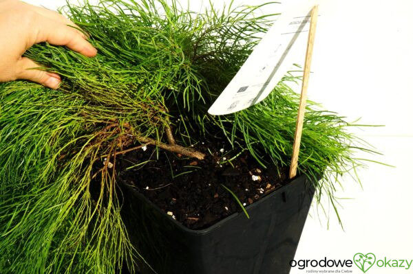 AKACJA RZECZNA LIMELIGHT PBR Acacia cognata ‘Limelight’ PBR
