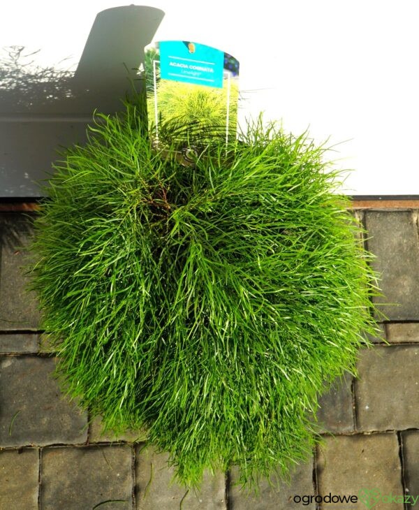 AKACJA RZECZNA LIMELIGHT PBR Acacia cognata ‘Limelight’ PBR