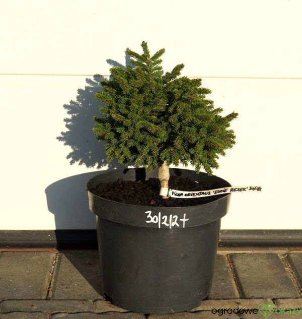 ŚWIERK KAUKASKI EDDIE REZEK Picea orientalis 'Eddie Rezek'