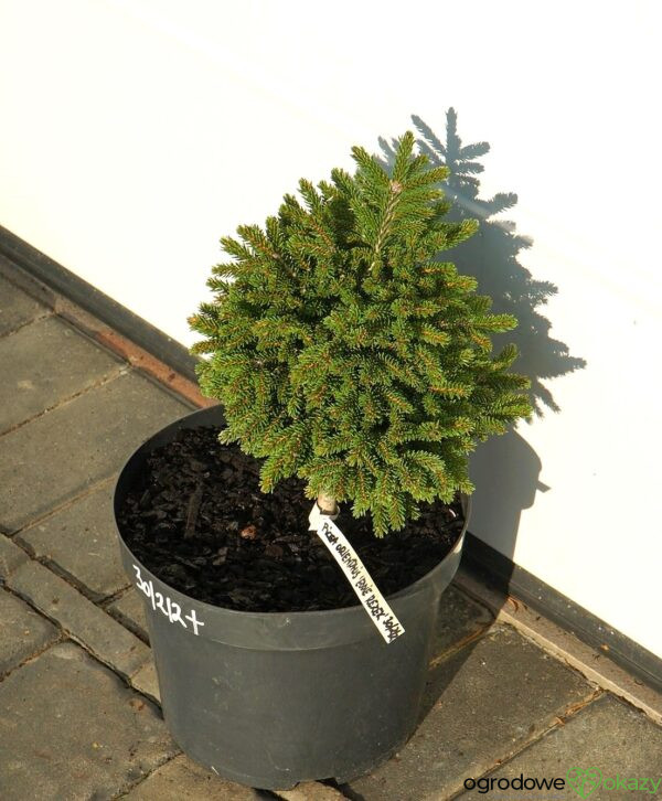 ŚWIERK KAUKASKI EDDIE REZEK Picea orientalis 'Eddie Rezek'